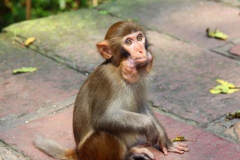 2023属猴的男性女性今年生肖运势大全 生肖属猴子的人2023年每月运势及运程