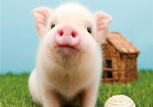 2019年出生的孩子属猪的是什么命 2019属猪人的命运