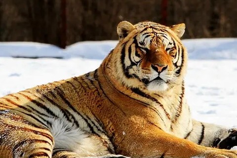 属虎2023年运势及运程 2023属虎人全年运势