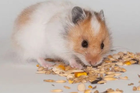 2023属鼠人全年运势 2023属鼠人运程解析