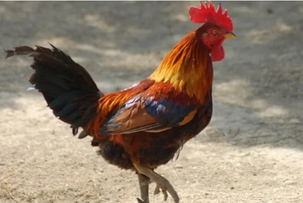 今年30岁属啥生肖 2023年30岁属什么生肖