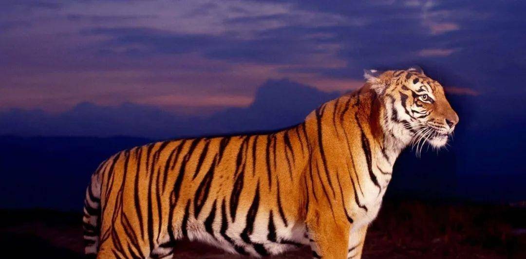 1998年属虎的人2018年运势如何 1998年属虎2018年运势及运程