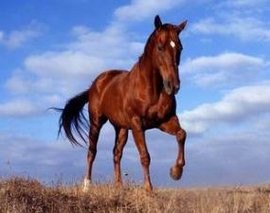 2023年属马五月运势如何 2023年属马六月运势解析