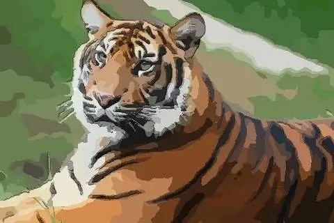 1962年出生的属虎女在2018年每月运势 属虎女今年的运势