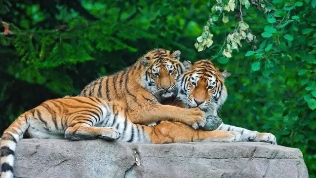 1998年属虎2018年运势 1998属虎2018年运程