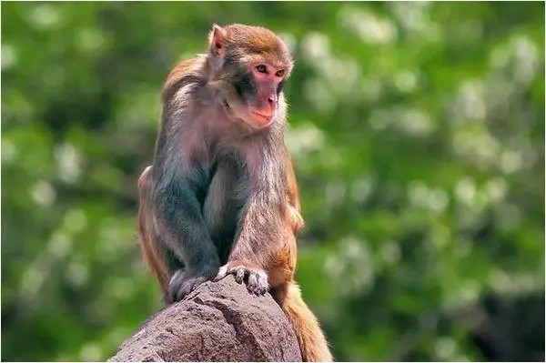 属猴2018年运势及运程 属猴的人2018年的运势