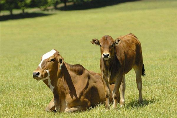 属牛的人2018年运势如何 生肖属牛2018年运势大全