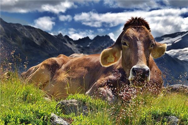 2023年属牛人的全年运势运程 属牛的人2023年运势如何