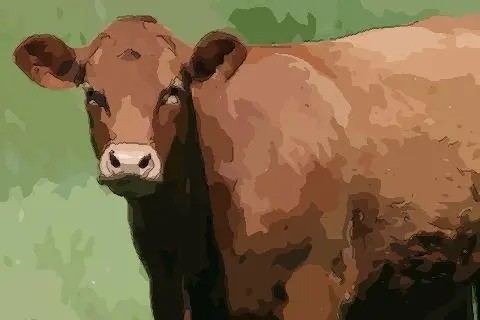 2023牛年是哪几年 属牛的人2023今年几岁