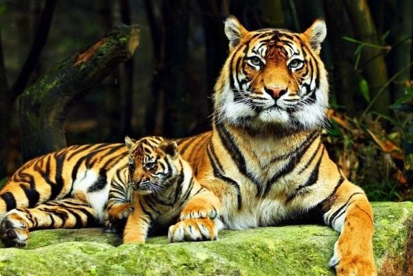 1974年属虎人40岁后运程如何 1974年出生的人四十岁之后怎样