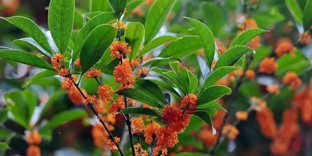 桂花树的风水禁忌 桂花树的风水禁忌有哪些