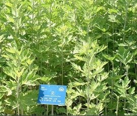 艾草挂门口风水十大禁忌 艾草挂门口十大禁忌