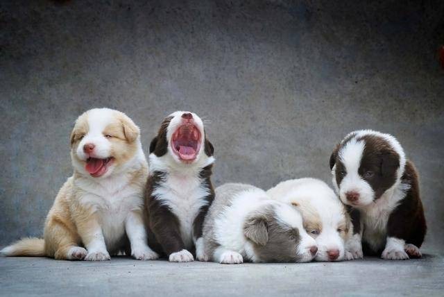 属狗最忌讳的三个生肖 属狗最忌讳的三个生肖是哪个