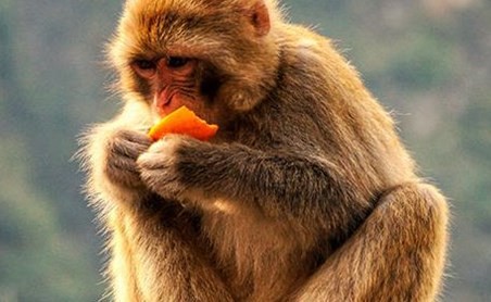 92年属猴男命2023年运势详解 92年属猴男命2023年运势如何