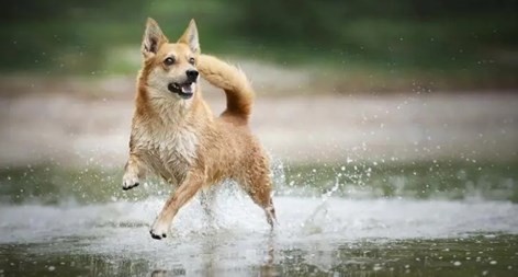 94年属狗男2023年运势详解 94年属狗男2023年运势如何