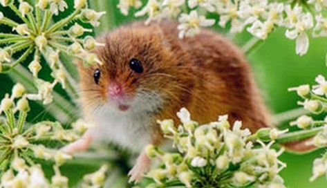 96年属鼠男命2023年运势详解 96年属鼠男命2023年运势如何