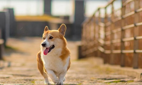 06年属狗男2023年运势详解 06年属狗男2023年运势如何