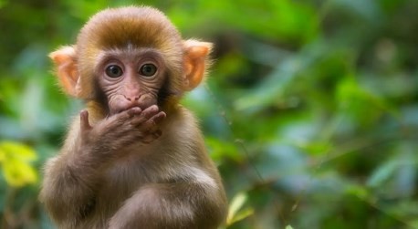 04年属猴男2023年运势详解 04年属猴男2023年运势如何