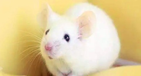 08年属鼠男2023年运势详解 08年属鼠男2023年运势如何