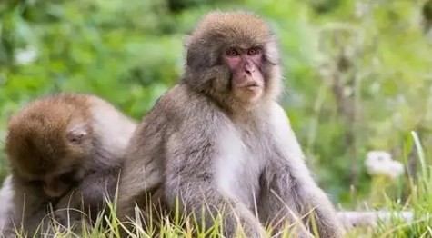 16年属猴男2023年运势详解 16年属猴男2023年运势如何