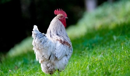 属鸡的守护神 属鸡的守护神是什么菩萨