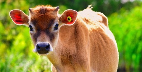 属牛人永远最旺的颜色  属牛人永远最旺的颜色是什么