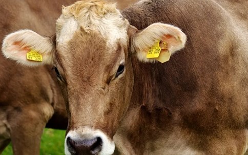 属牛的本命佛 属牛的本命佛是哪尊佛