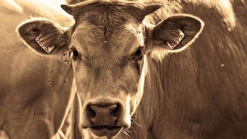 属牛最倒霉的两年 属牛最倒霉的两年在何时