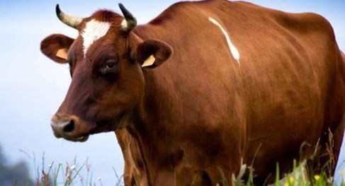 属牛人的终身贵人 属牛人的终身贵人是谁