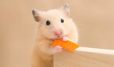 属鼠最忌讳的三个生肖 属鼠最忌讳的三个生肖有你吗