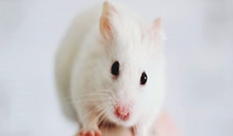 属鼠人一生最旺3个人 属鼠人一生最旺3个人有你吗