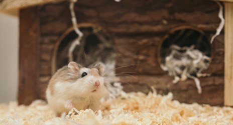 属鼠人最大靠山 属鼠人最大靠山是谁