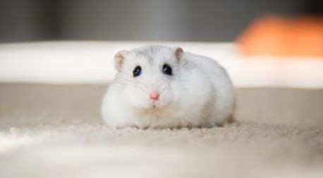 96年属鼠女最佳婚配表 96年属鼠女最佳婚配表详情