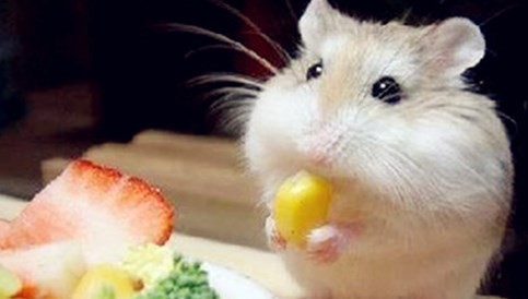 属鼠躲不过的情劫 属鼠的情劫是谁