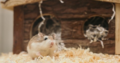 2023年属鼠血光之灾 2023年属鼠血光之灾是什么