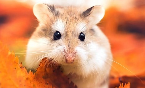 属鼠最合财的生肖 属鼠人跟谁一起财运好