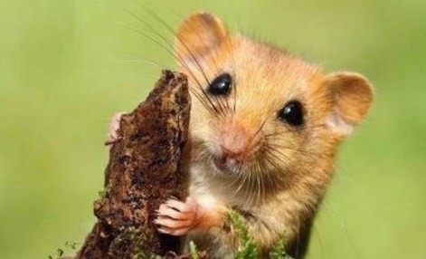 96属鼠结婚最佳时间 96属鼠哪一年会动婚