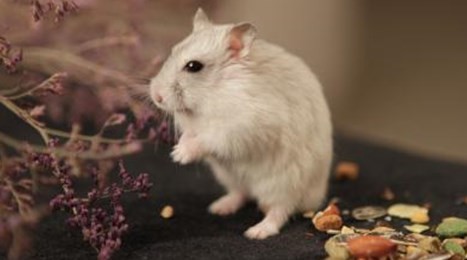 属鼠身边的小人 属鼠身边的小人是谁