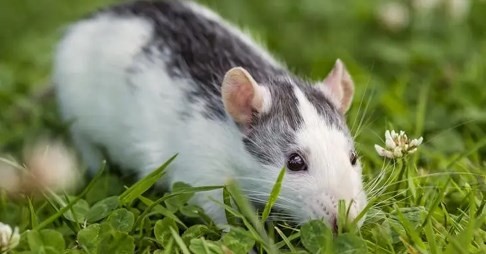 72属鼠最难熬的年龄 72属鼠最难熬的年龄在几岁