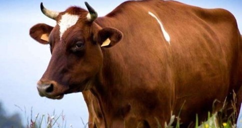 85年属牛人一生的运势 85年属牛人一生的运势如何