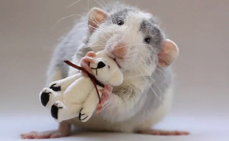 2024属鼠人春节后的运势走向 2024属鼠人春节后的运势如何