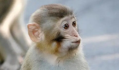 属猴的命中情人 属猴的命中情人是谁