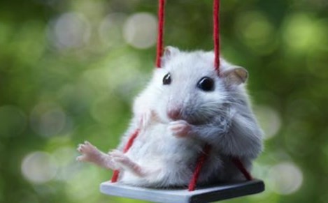 2024年属鼠人的全年运势 2024年属鼠人的全年运势怎样