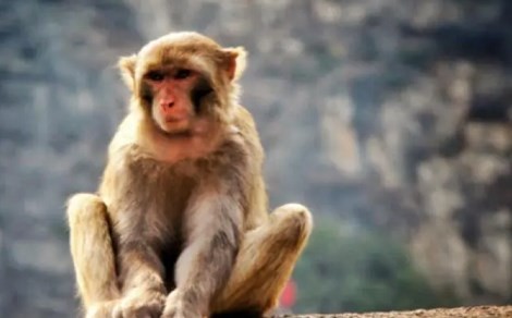 属猴8月份运势2023 属猴8月份运势怎样2023