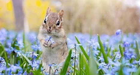 属兔最佳婚配 属兔最佳婚配前十名属相排名