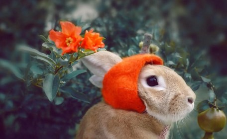 属兔什么时候发大财 属兔人一生发财的年龄