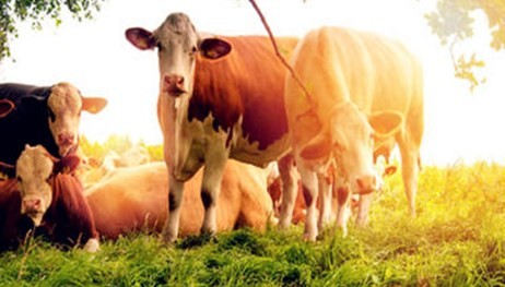 1985属牛的人的命运 1985属牛的人是什么命