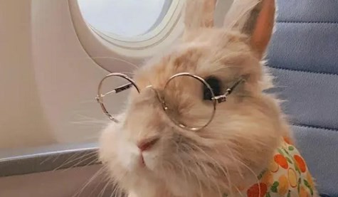 属兔的三合和六个合生肖 属兔的三合和六个合生肖是什么