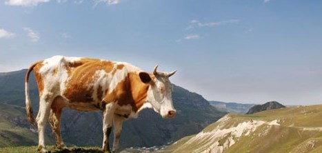 属牛不宜住的楼层 属牛不能住几楼