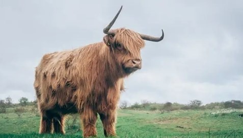 97年的牛过了23岁会越来越好 97年的牛过了23岁会越来越好是真的吗